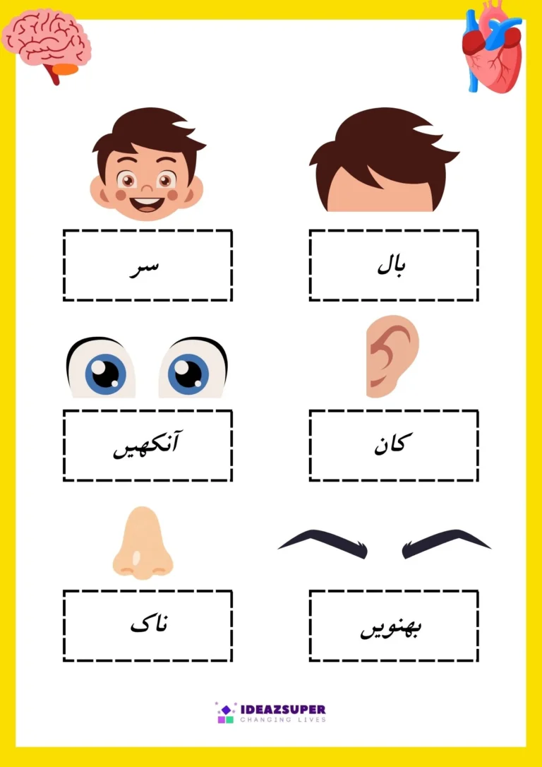 Urdu body parts worksheet: learn the body part names